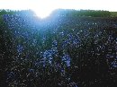 zdjęcie - krzysiek