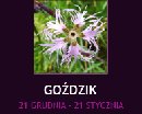 zdjęcie - gramin1
